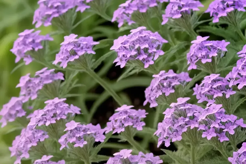 Verbena stricta (hoary vervain) — photo 2