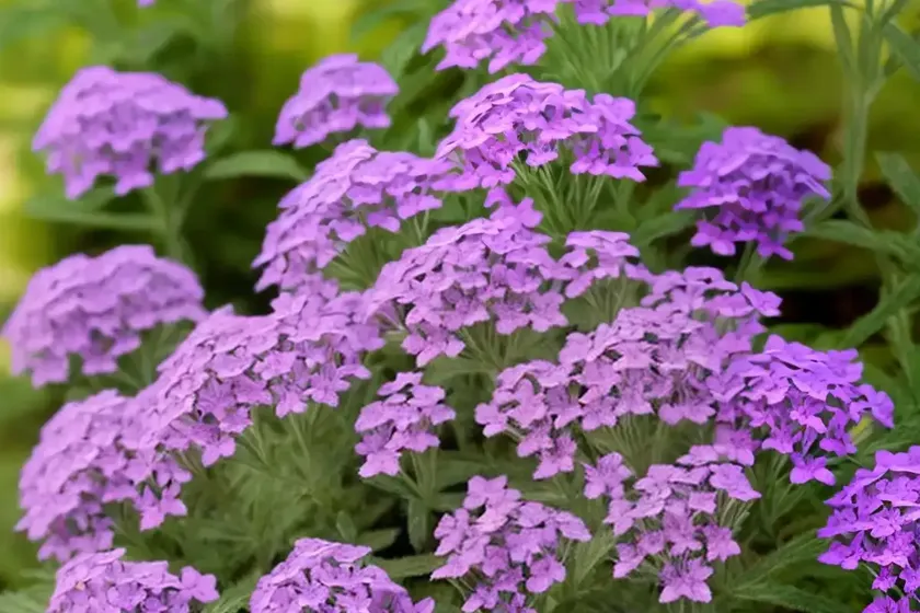 Verbena stricta (hoary vervain) — photo 3