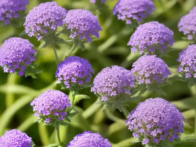 Verbena Stricta (Hoary Vervain)