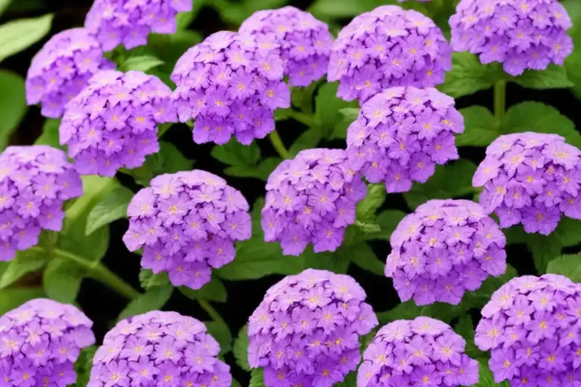 Verbena ‘superbena violet ice’) — photo 2