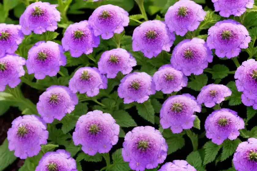 Verbena ‘superbena violet ice’) — photo 3