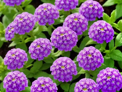 Verbena ‘Superbena Violet Ice’)
