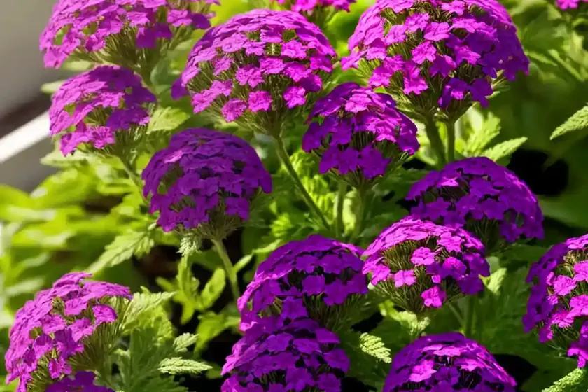 Verbena (verbena) — photo 2