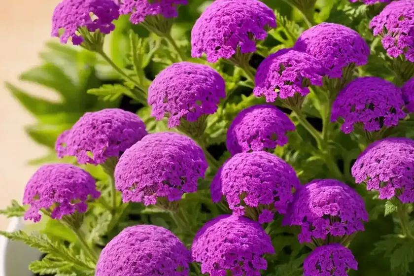 Verbena (verbena) — photo 3