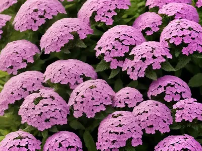 Verbena (Verbena ‘Annie’)