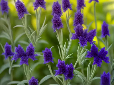 Veronica Chamaedrys (Veronica Chamaedrys)