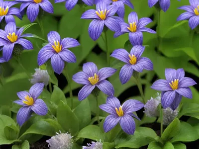 Veronica Dillenii (Veronica Dillenii)