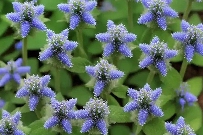 Veronica ‘sunny border blue’ (spike speedwell) — photo 2