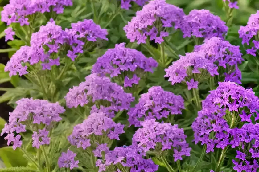 Vervain (verbena officinalis) — photo 2