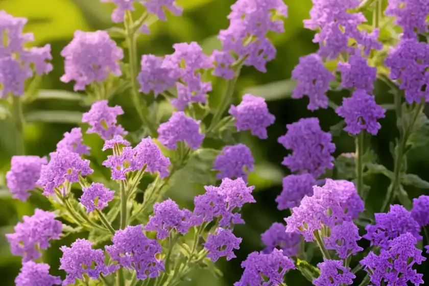 Vervain (verbena officinalis) — photo 3