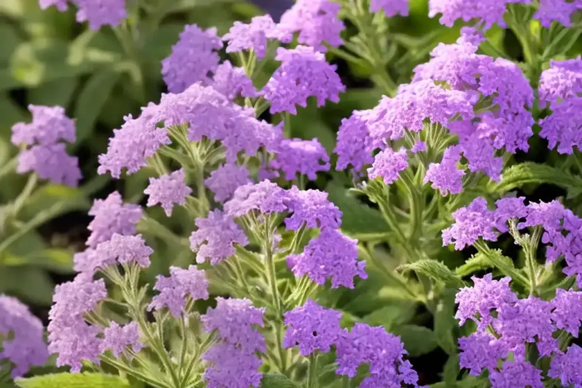 Vervain (verbena officinalis)