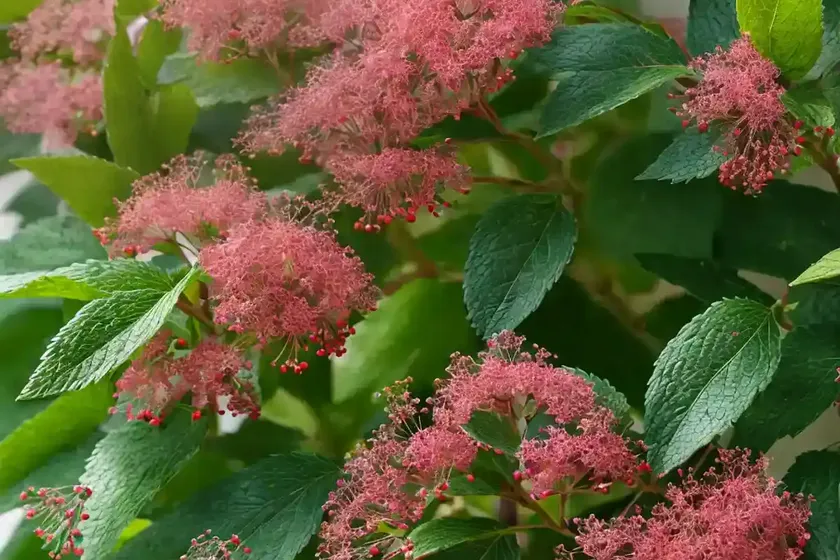 Viburnum lentago (nannyberry) — photo 2
