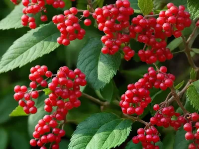 Viburnum Lentago (Nannyberry)