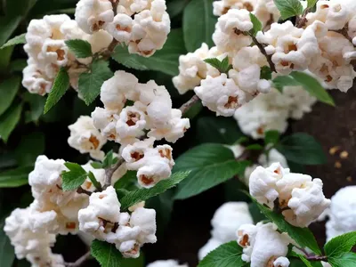Viburnum Plicatum F. Plicatum ‘Popcorn’ (Japanese Snowball)