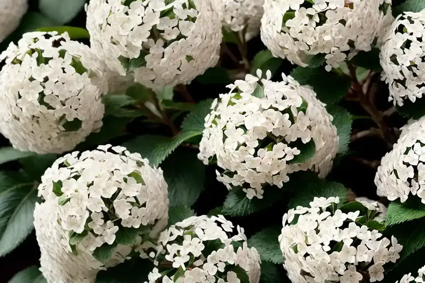 Viburnum plicatum f. tomentosum ‘shasta’ (doublefile viburnum) — photo 2