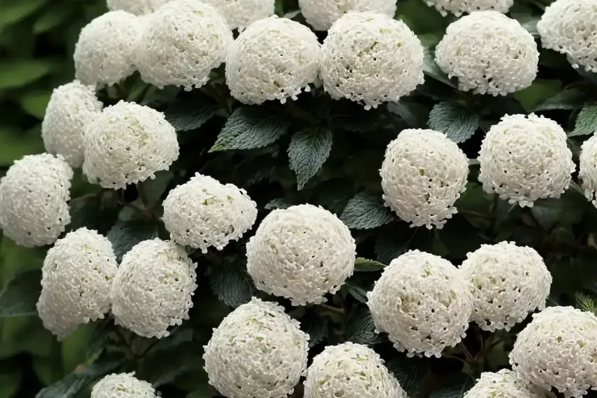 Viburnum plicatum f. tomentosum ‘summer snowflake’ (doublefile viburnum) — photo 3