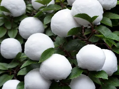 Viburnum Plicatum (Japanese Snowball)