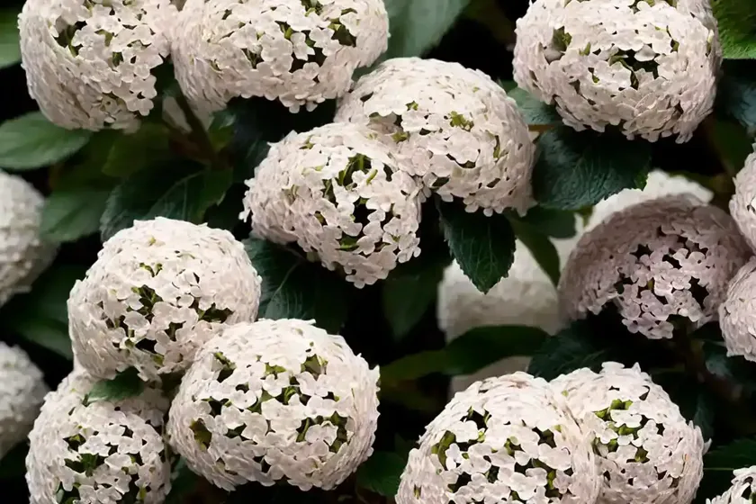 Viburnum plicatum ‘molly schroeder’ (doublefile viburnum) — photo 2