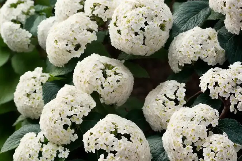Viburnum plicatum ‘molly schroeder’ (doublefile viburnum) — photo 3