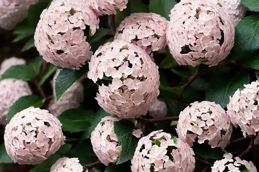 Viburnum plicatum ‘pink beauty’ (doublefile viburnum) — photo 2