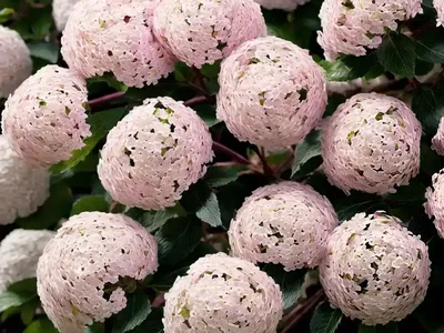 Viburnum Plicatum ‘Pink Beauty’ (Doublefile Viburnum)