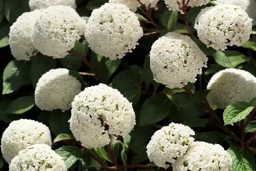 Viburnum (viburnum ‘eskimo’) — photo 2