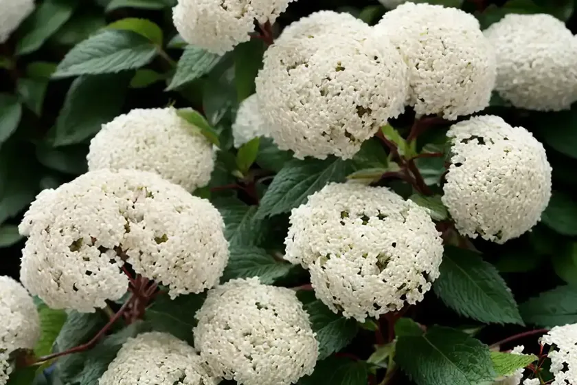 Viburnum (viburnum ‘eskimo’) — photo 3