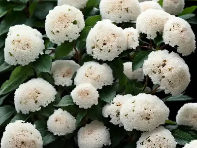 Viburnum (Viburnum ‘Eskimo’)