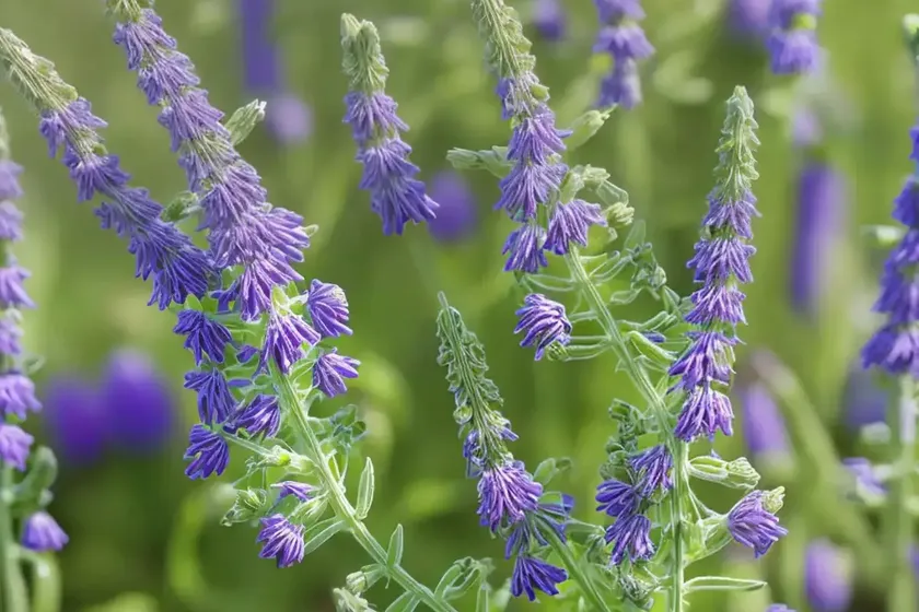 Vicia angustifolia (vicia angustifolia) — photo 3