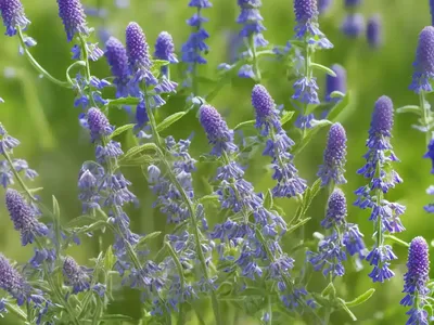 Vicia Angustifolia (Vicia Angustifolia)