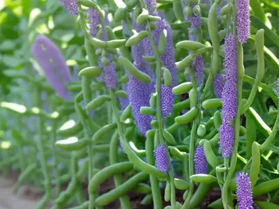 Vicia Faba ‘� Fava Beans)
