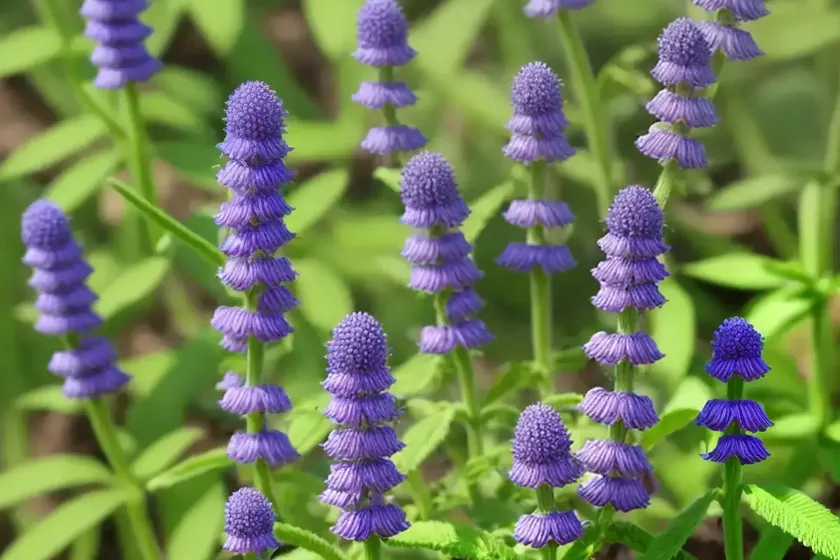 Vicia johannis (vicia johannis) — photo 3