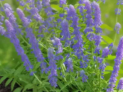 Vicia Johannis (Vicia Johannis)