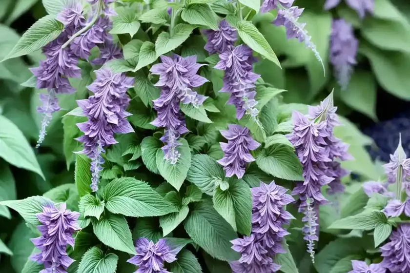 Vicks plant (plectranthus tomentosa)