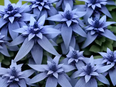 Victoria Blue Salvia (Salvia Farinacea ‘Victoria Blue’)