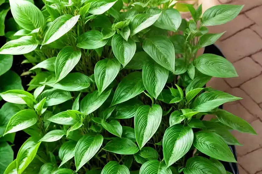 Vietnamese coriander (persicaria odorata) — photo 3