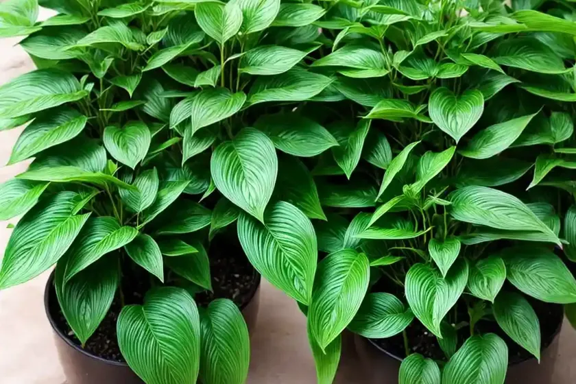 Vietnamese coriander (persicaria odorata)