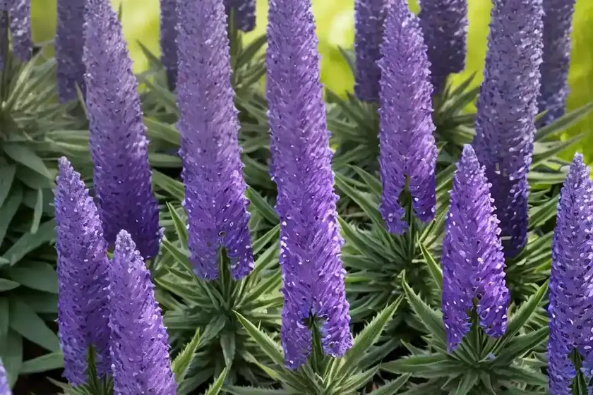 Viper’s bugloss (echium vulgare) — photo 2