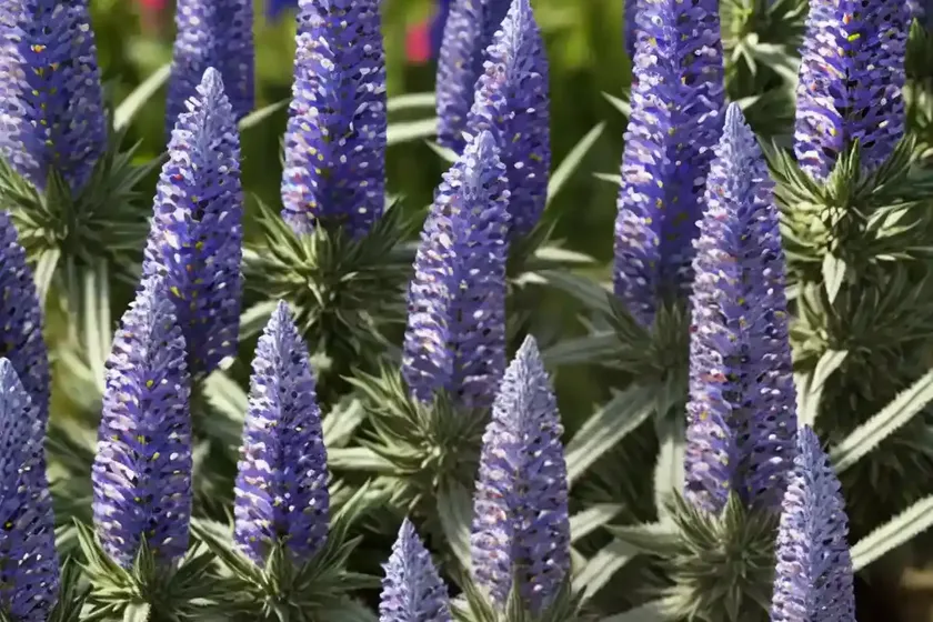 Viper’s bugloss (echium vulgare) — photo 3