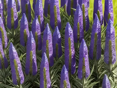 Viper’s Bugloss (Echium Vulgare)