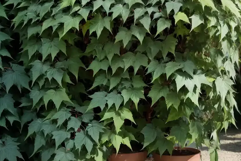 Virginia creeper (parthenocissus quinquefolia) — photo 2