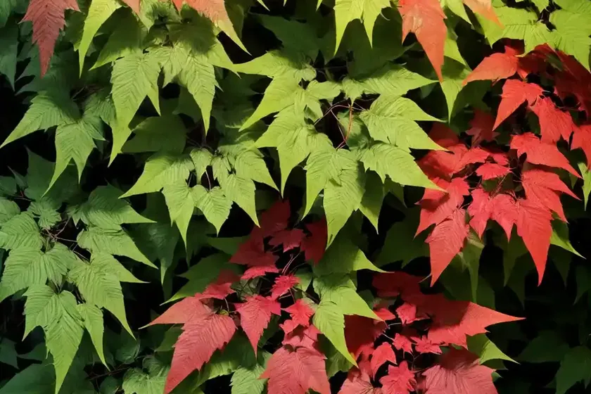 Virginia creeper (parthenocissus quinquefolia) — photo 3