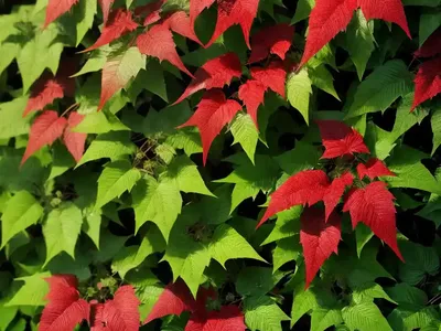 Virginia Creeper (Parthenocissus Quinquefolia)