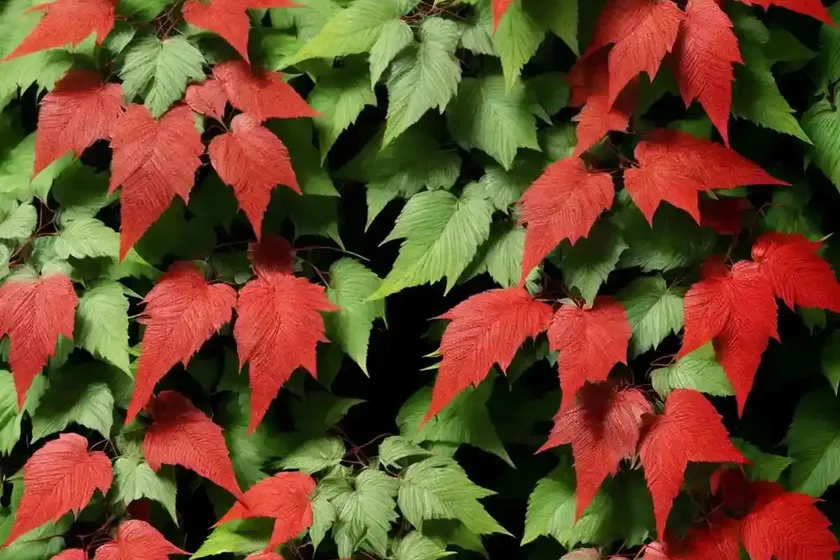 Virginia creeper (parthenocissus quinquefolia ‘monham’ star showers) — photo 2
