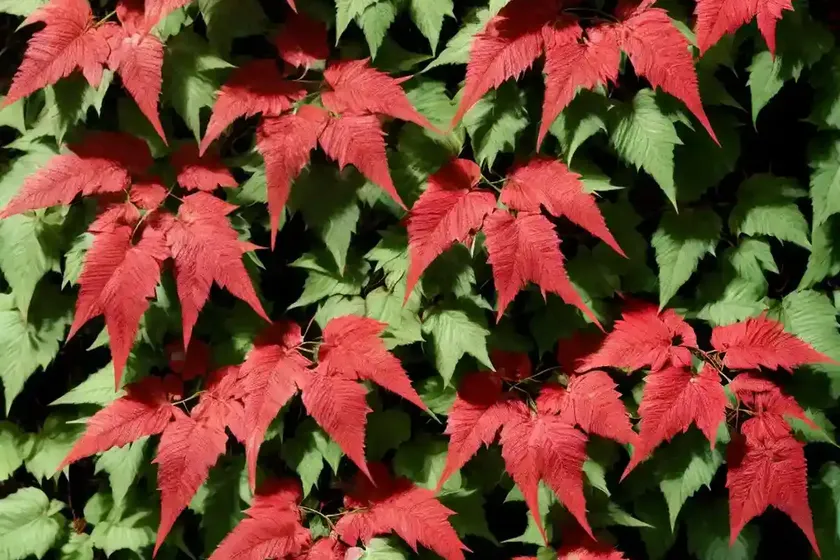 Virginia creeper (parthenocissus quinquefolia ‘monham’ star showers) — photo 3