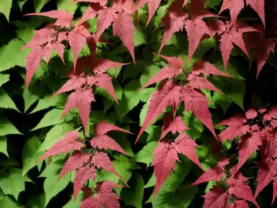 Virginia Creeper (Parthenocissus Quinquefolia ‘Monham’ STAR SHOWERS)