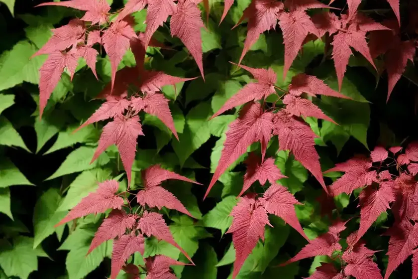 Virginia creeper (parthenocissus quinquefolia ‘monham’ star showers)