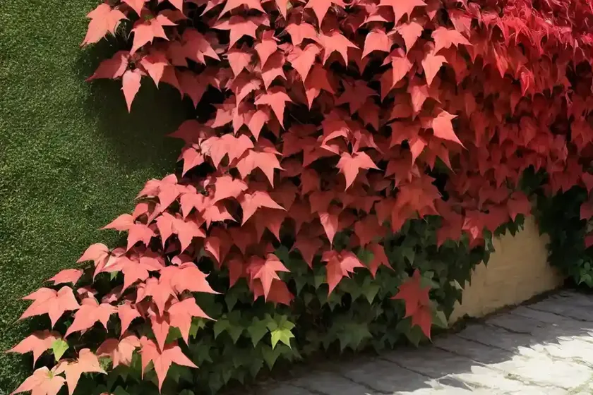 Virginia creeper (parthenocissus quinquefolia ‘troki’ red wall) — photo 3