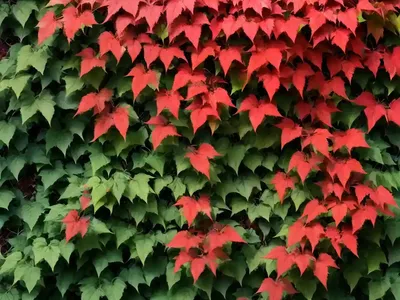 Virginia Creeper (Parthenocissus Quinquefolia ‘Troki’ RED WALL)
