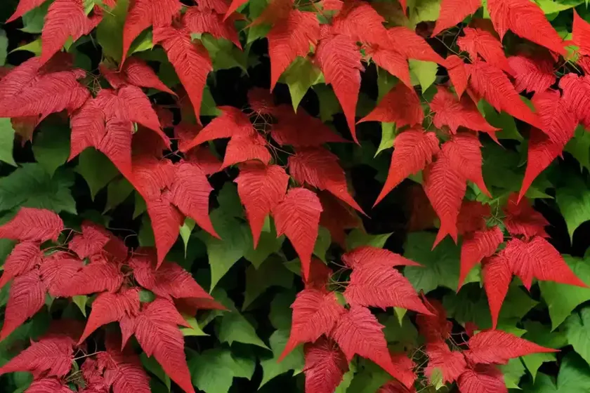 Virginia creeper (parthenocissus quinquefolia var. engelmannii) — photo 3
